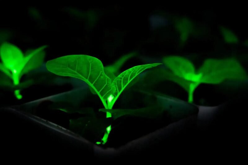 中国团队用萤火虫 DNA 造出 20 余种发光植物 - xn-mkro2sf1o.com-xn--mkro2sf1o.com
