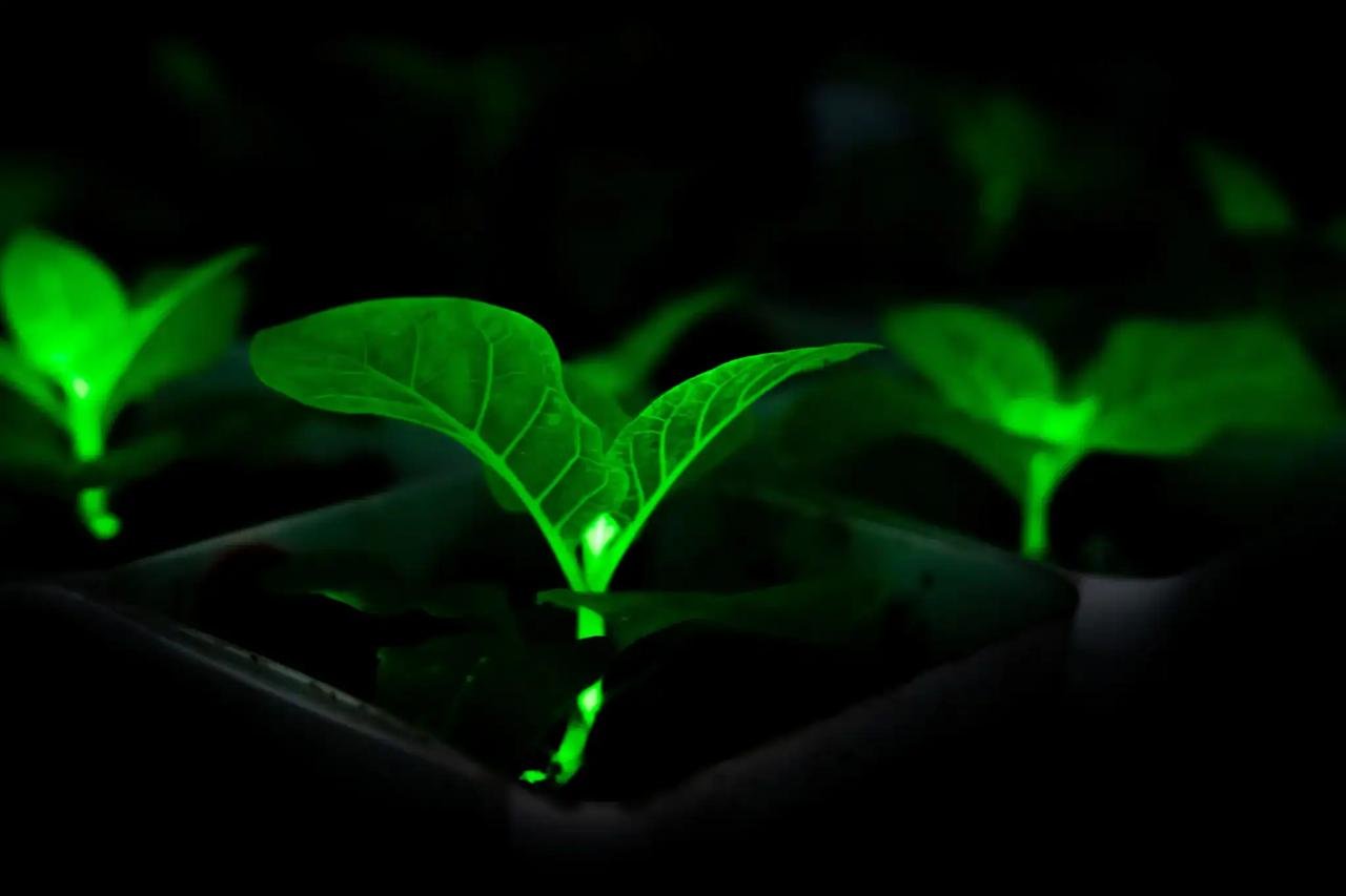 中国团队用萤火虫 DNA 造出 20 余种发光植物